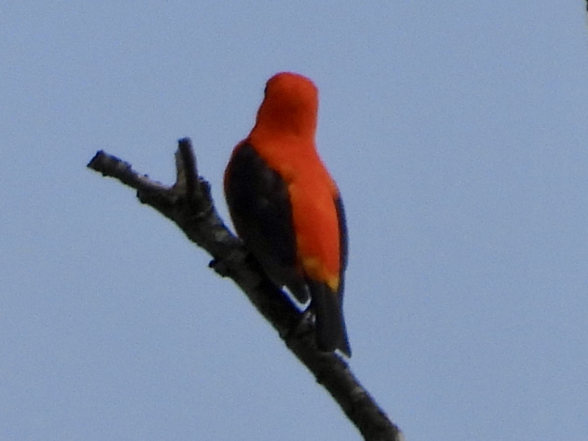 Scarlet Tanager - ML619814084
