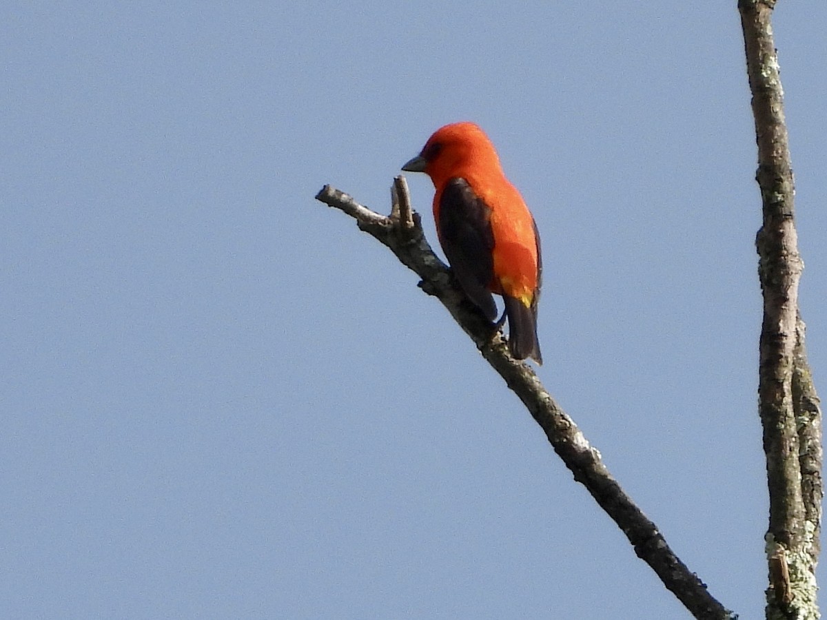 Scarlet Tanager - ML619814085