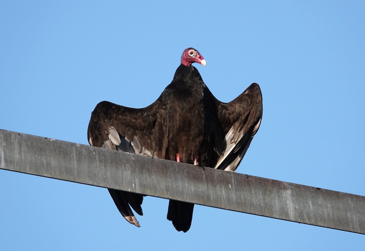 Turkey Vulture - ML619814096
