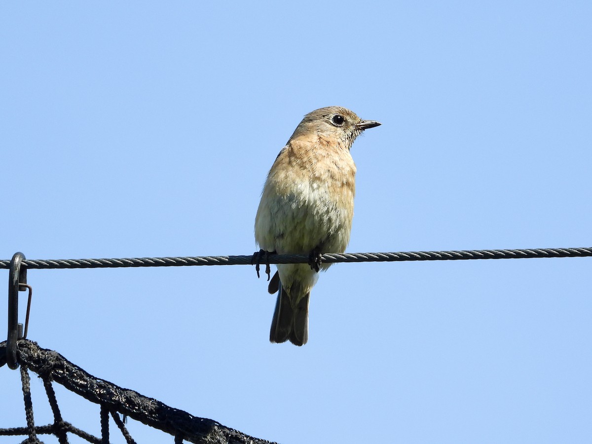 Eastern Bluebird - Linda Schwegman