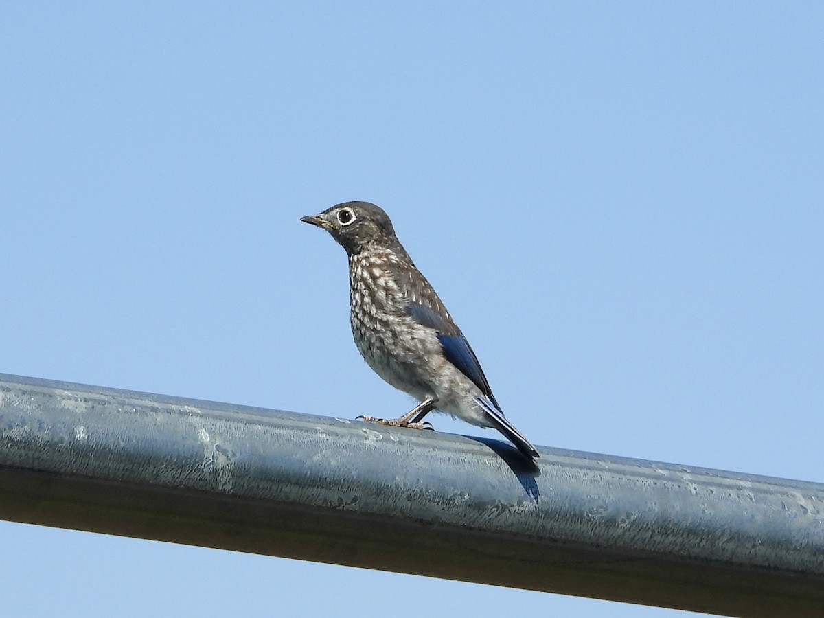 Eastern Bluebird - ML619814100