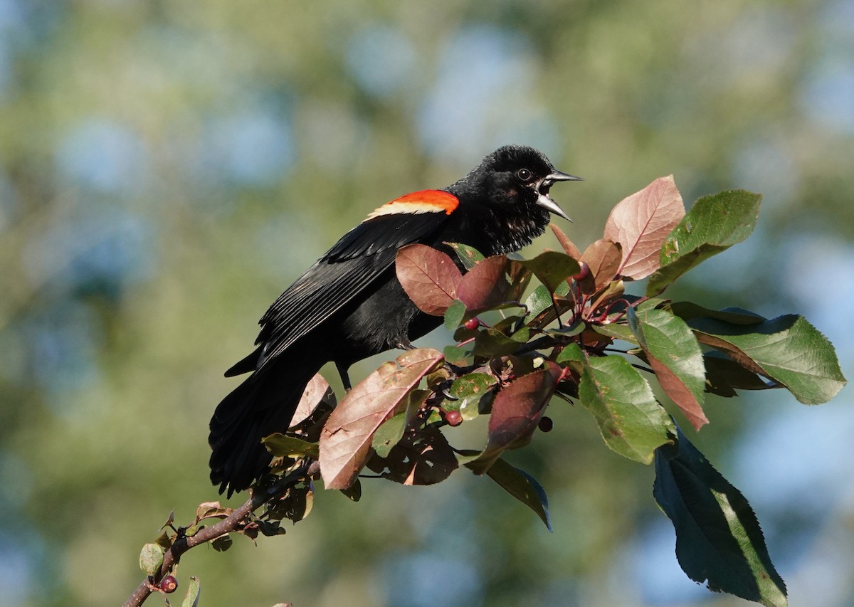 Red-winged Blackbird - ML619814106