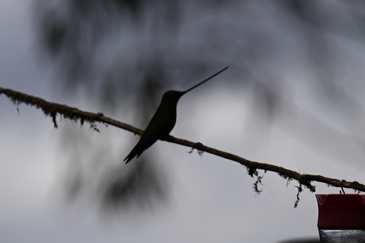 Sword-billed Hummingbird - ML619814116