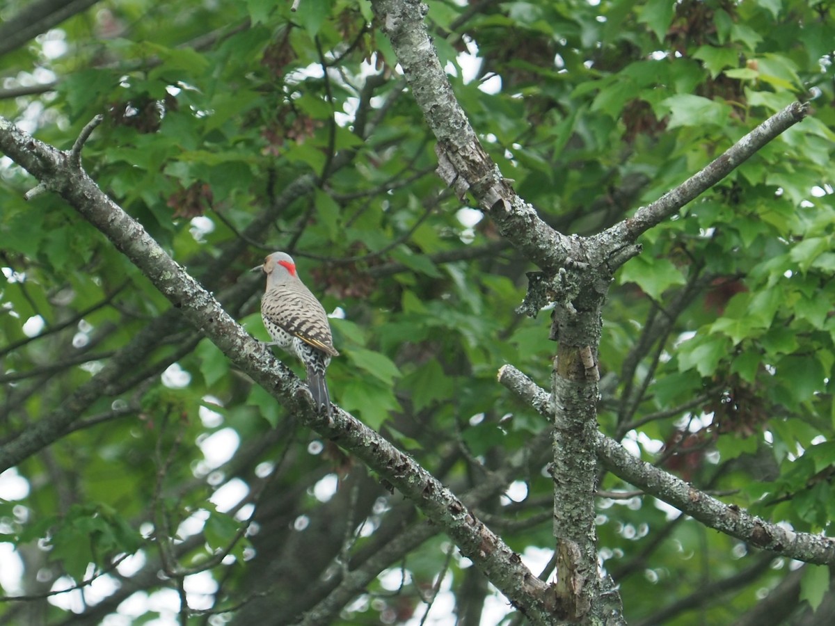 Northern Flicker - ML619814122