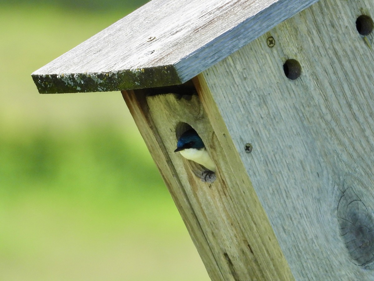 Tree Swallow - ML619814146