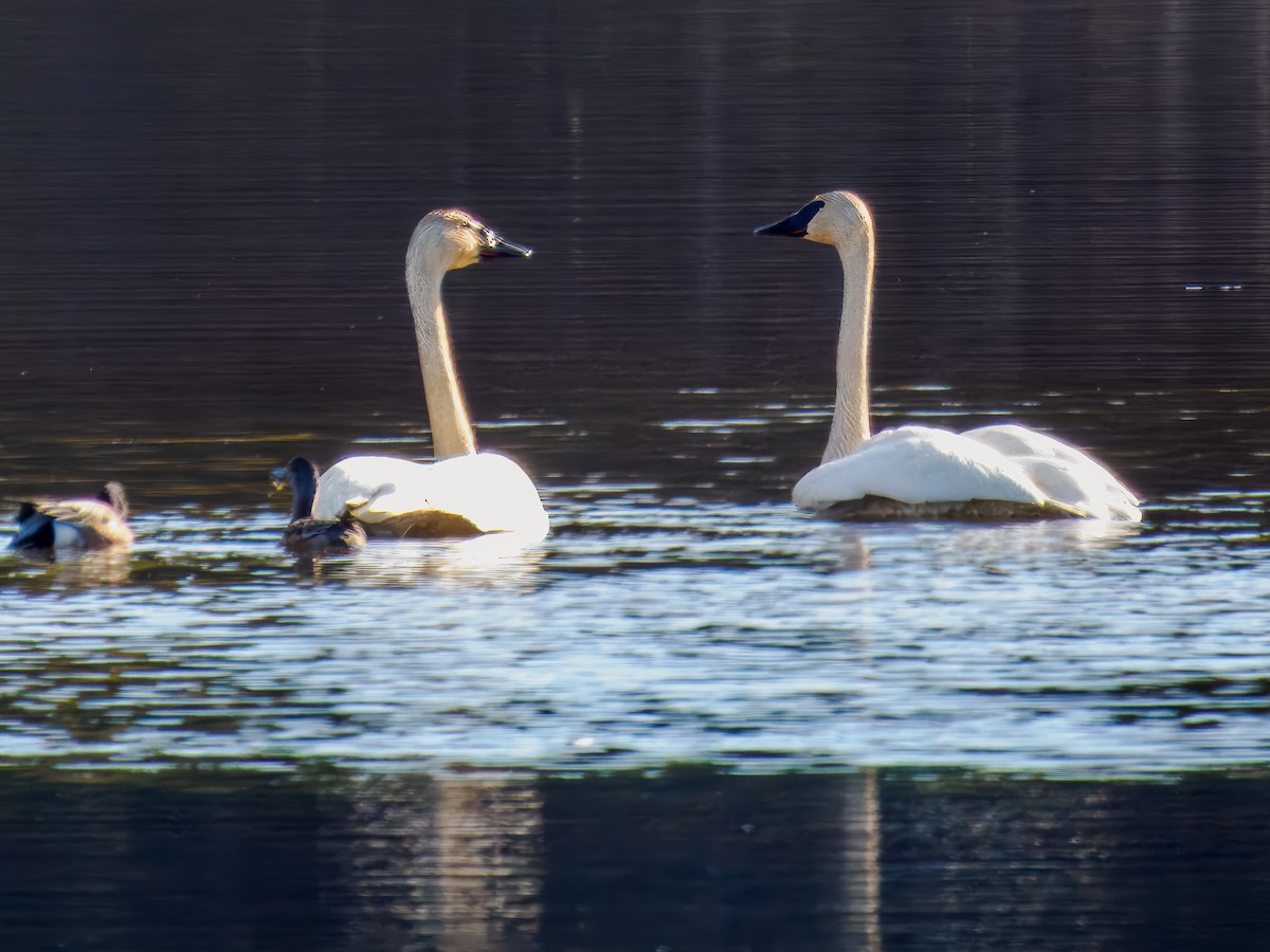 Trumpeter Swan - ML619814153