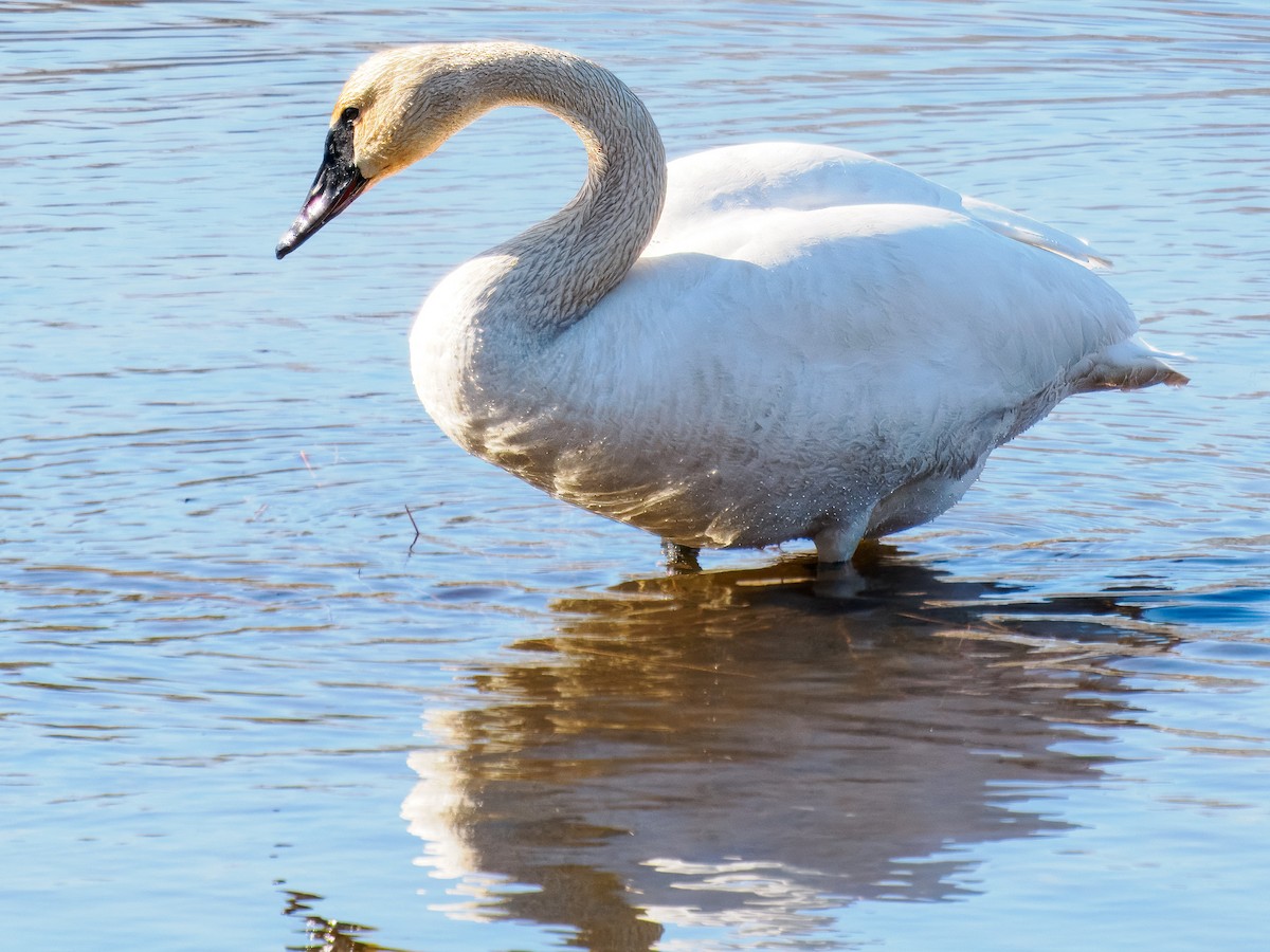 Cisne Trompetero - ML619814155