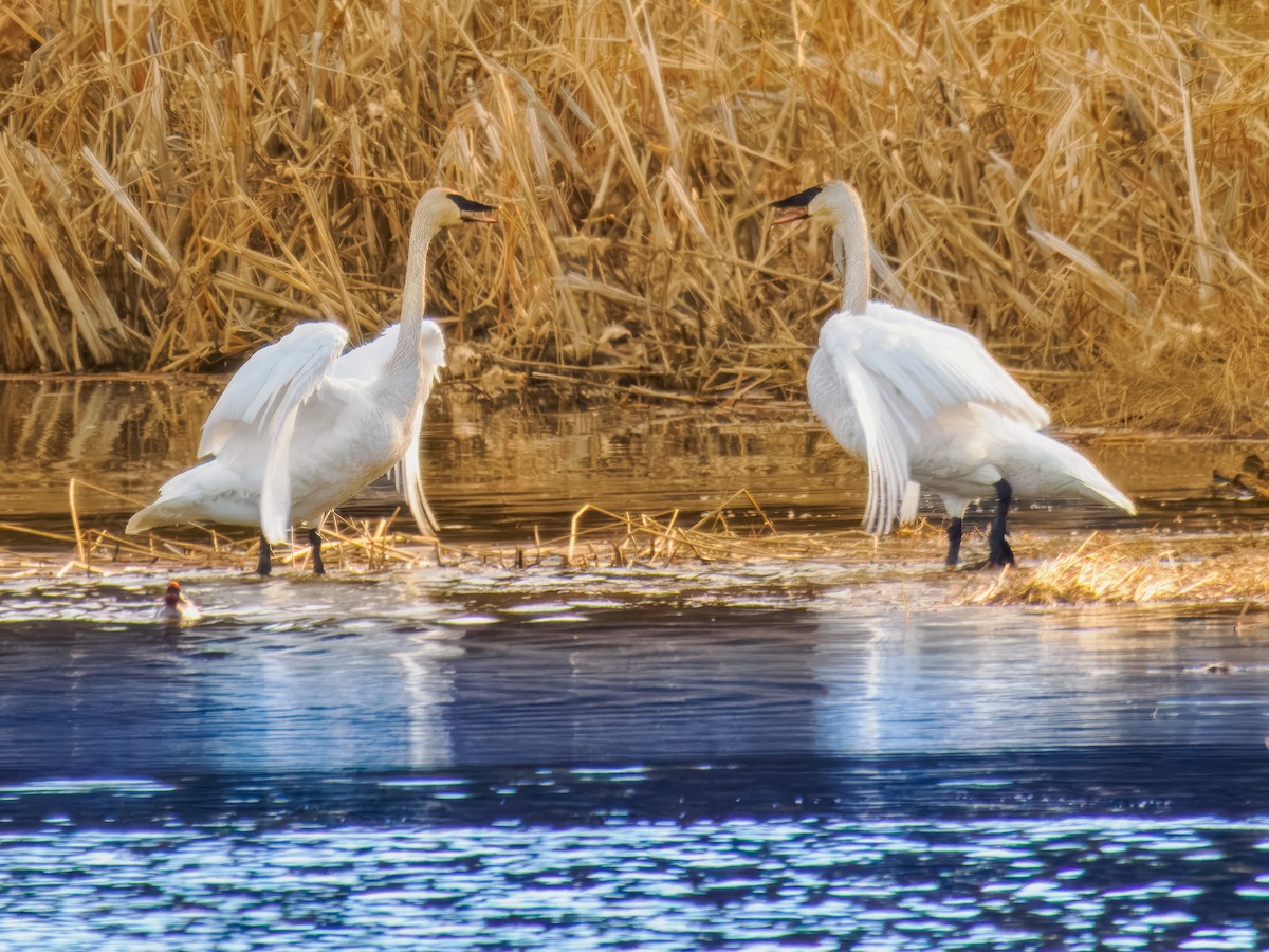 Trumpeter Swan - ML619814156