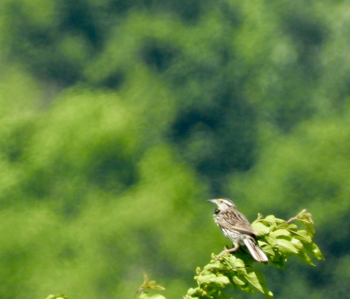 Eastern Meadowlark - ML619814160