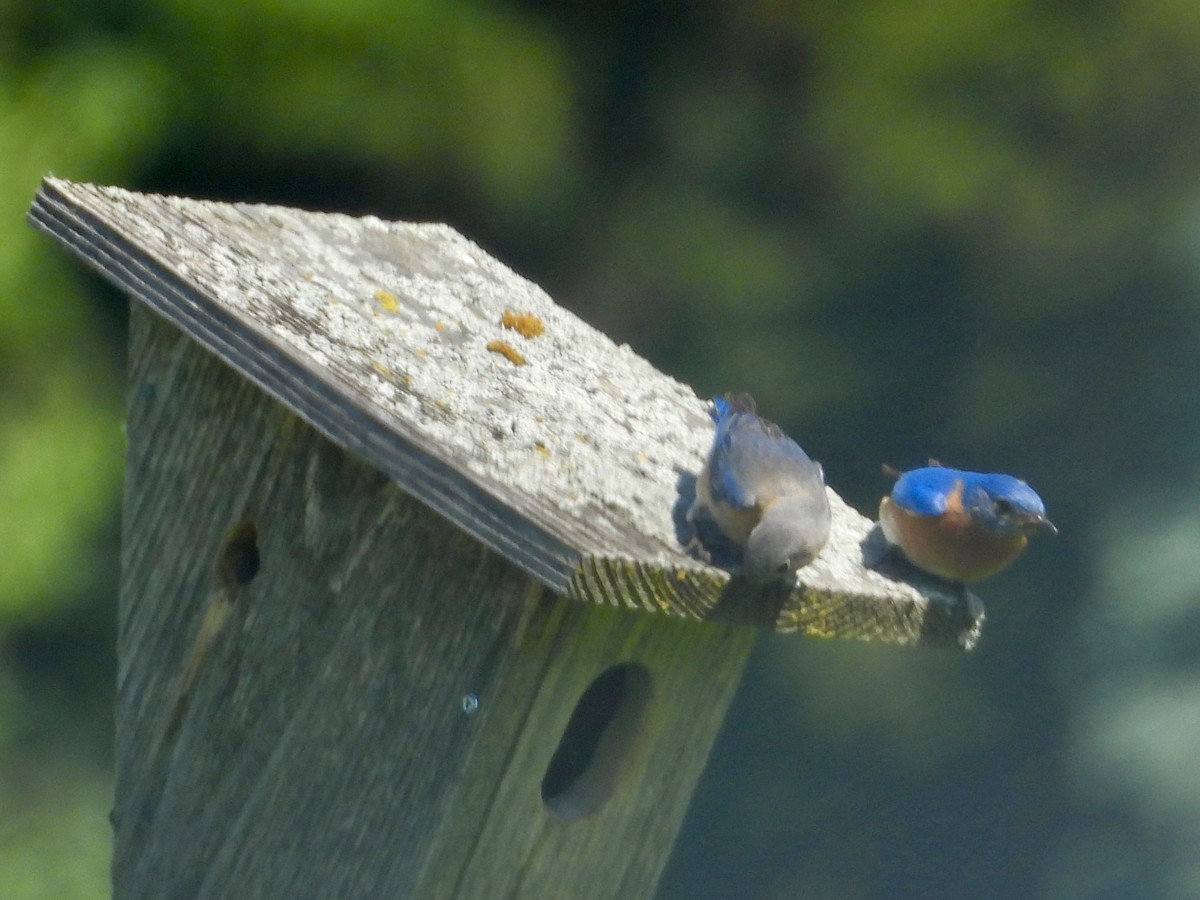 Eastern Bluebird - ML619814179