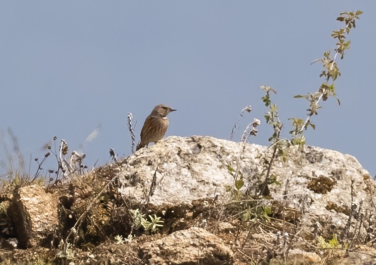 Altai Accentor - ML619814184