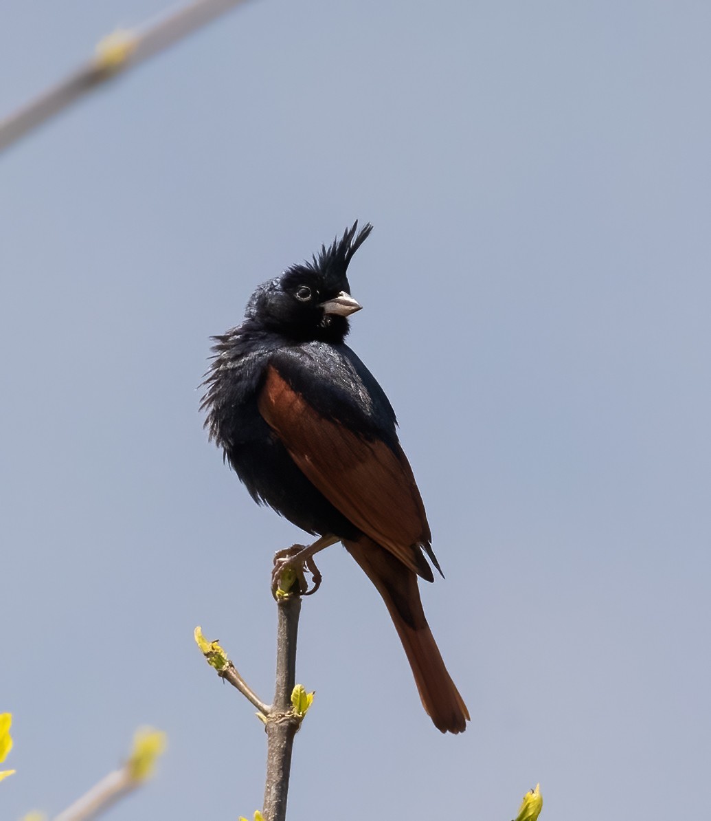 Crested Bunting - ML619814200