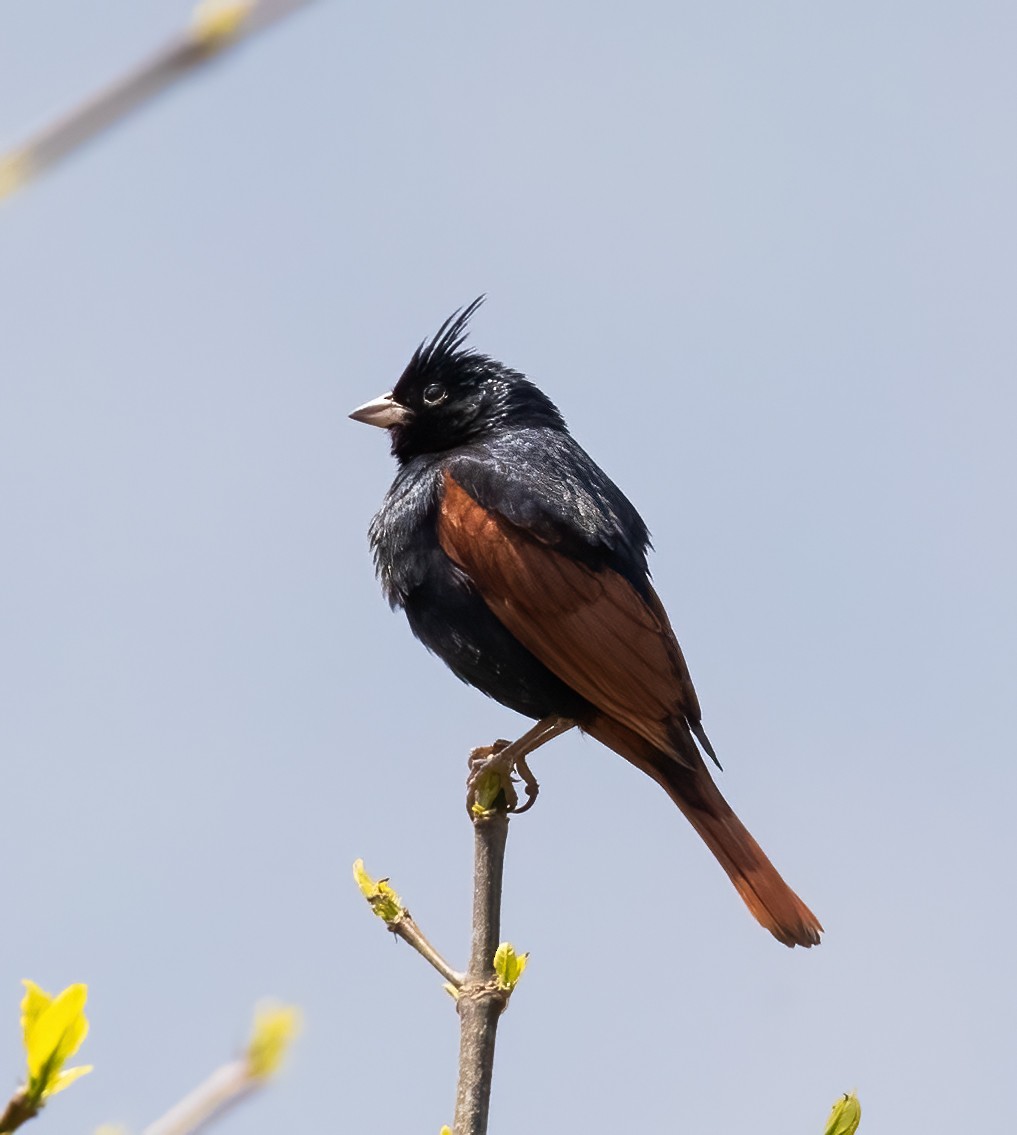 Crested Bunting - ML619814201