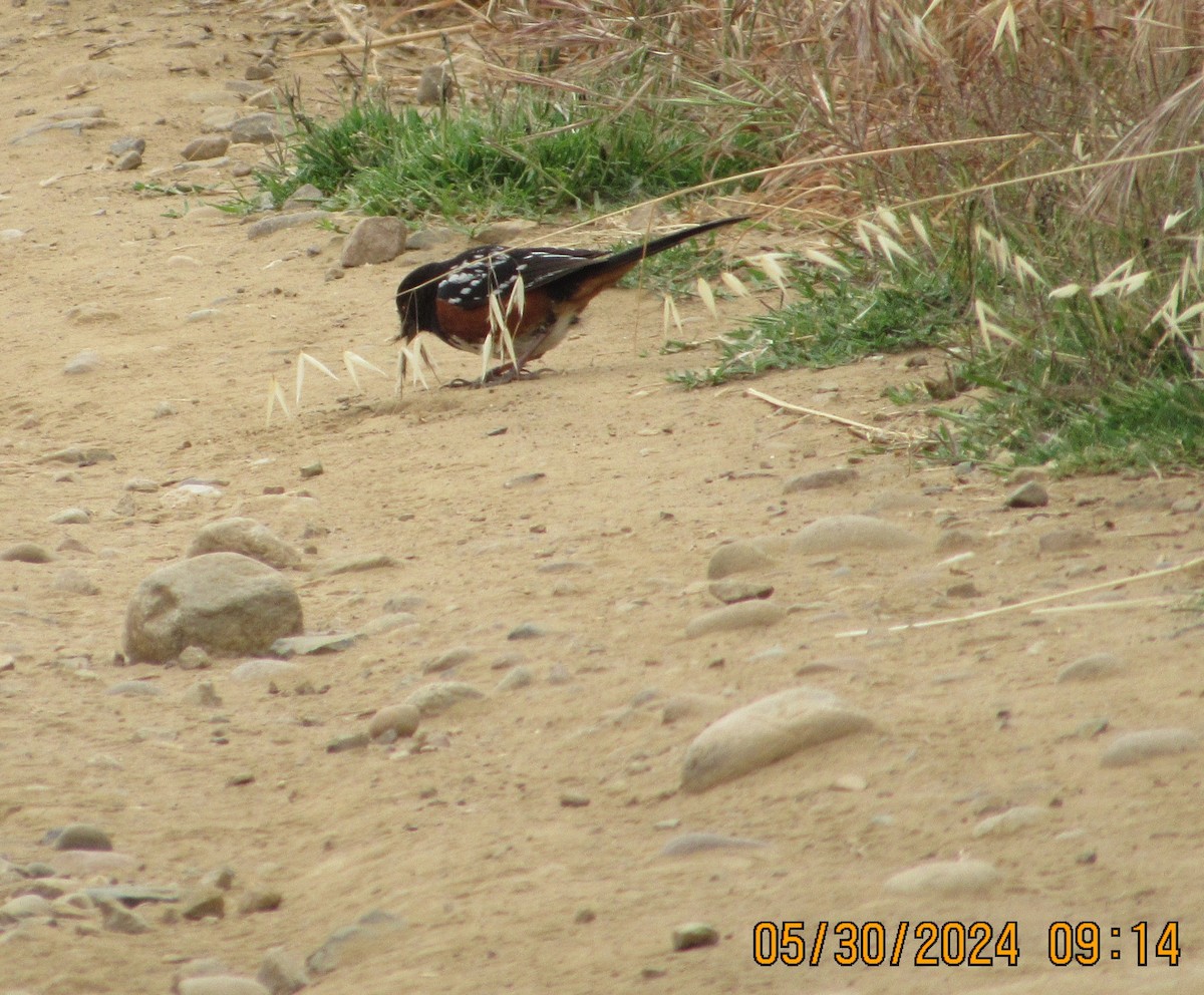 Spotted Towhee - ML619814202