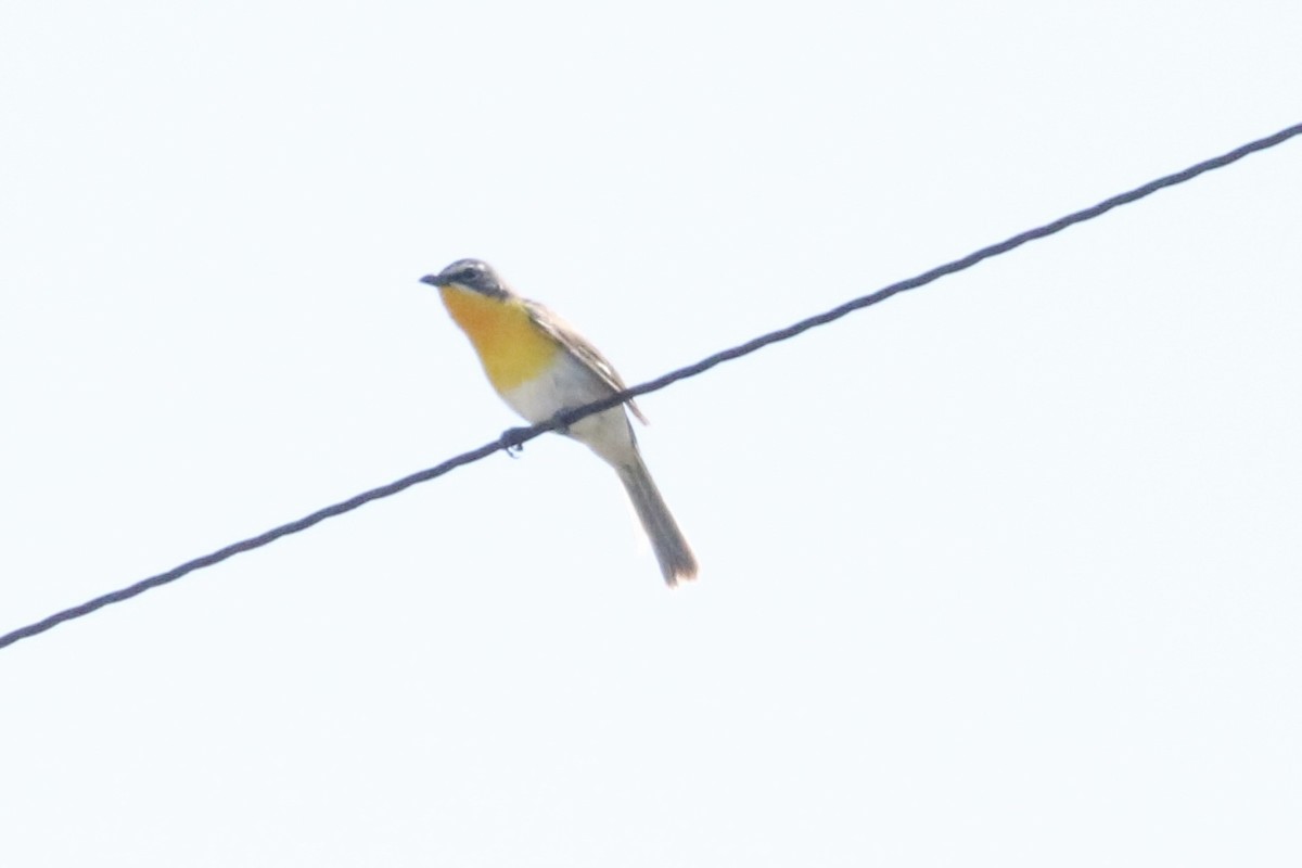 Yellow-breasted Chat - ML619814207