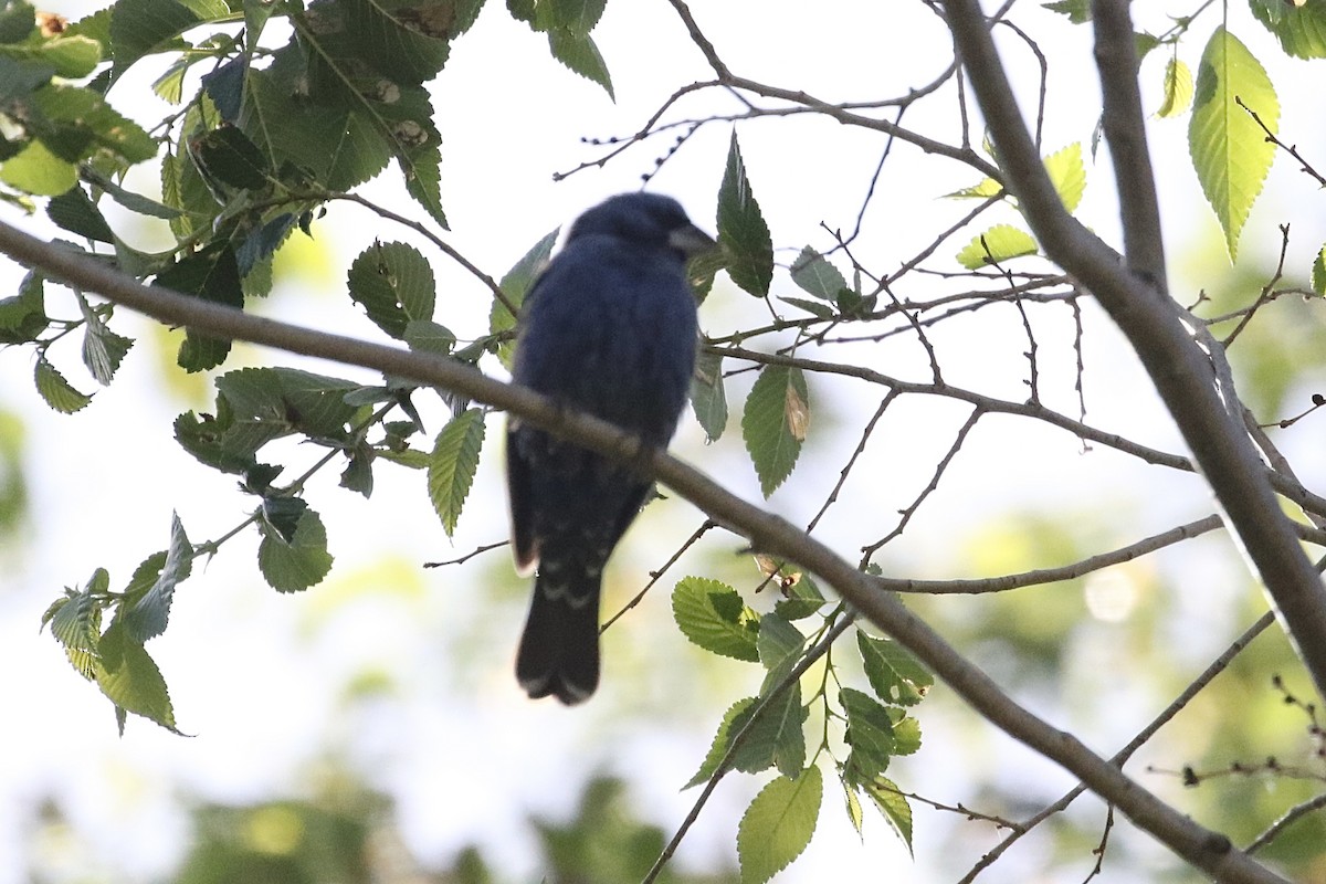 Blue Grosbeak - Carol Ortenzio