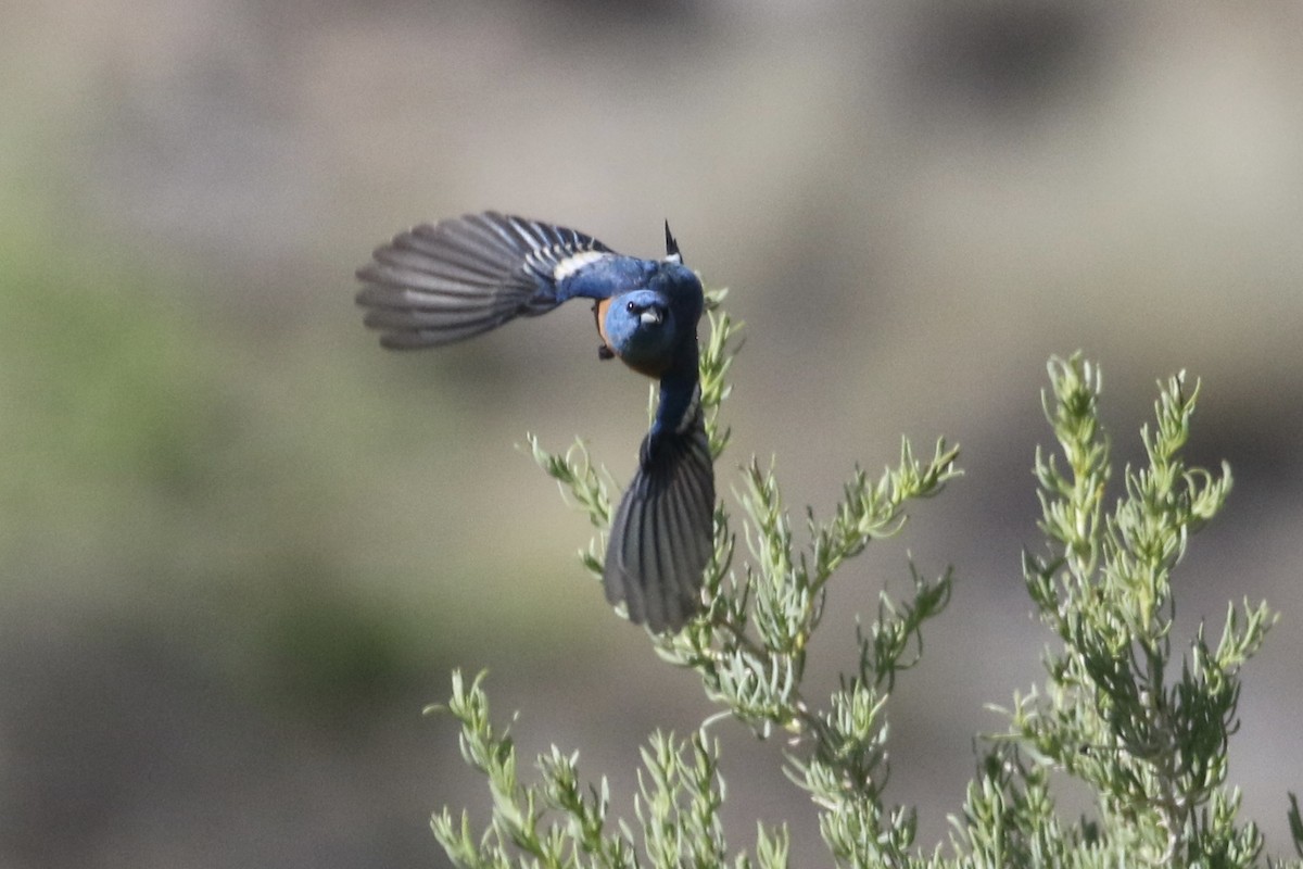 Lazuli Bunting - ML619814217