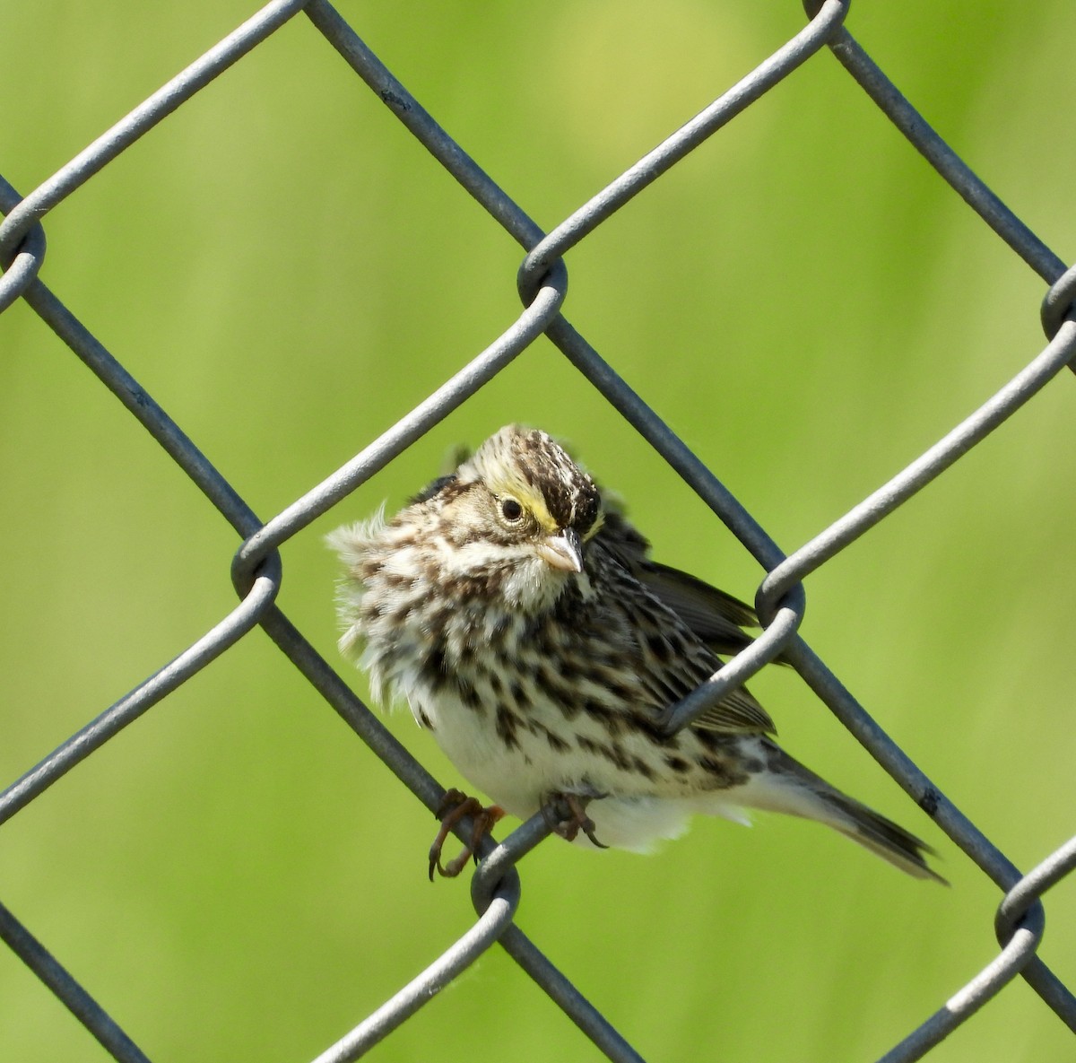 Savannah Sparrow - ML619814218