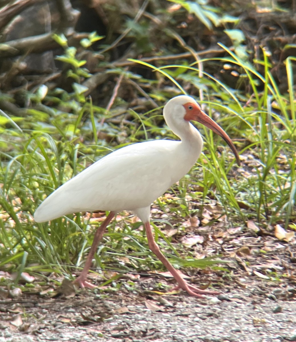 ibis bílý - ML619814237