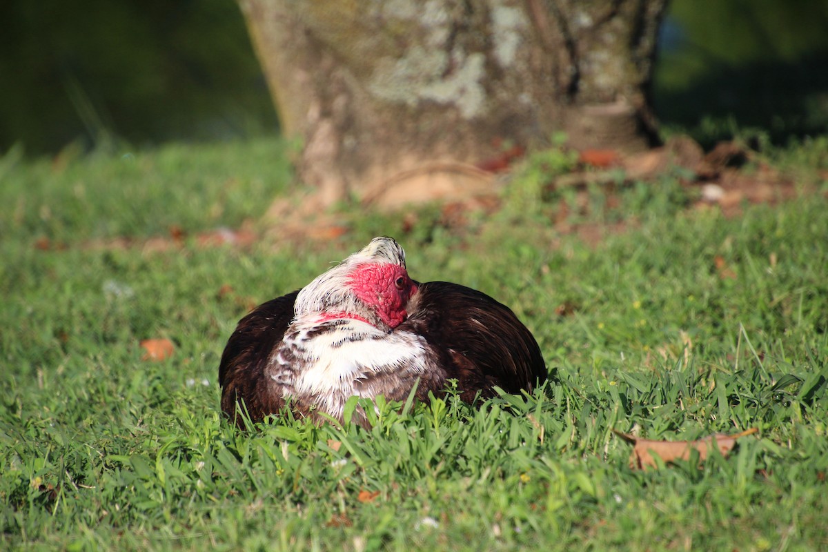 Muscovy Duck (Domestic type) - ML619814253