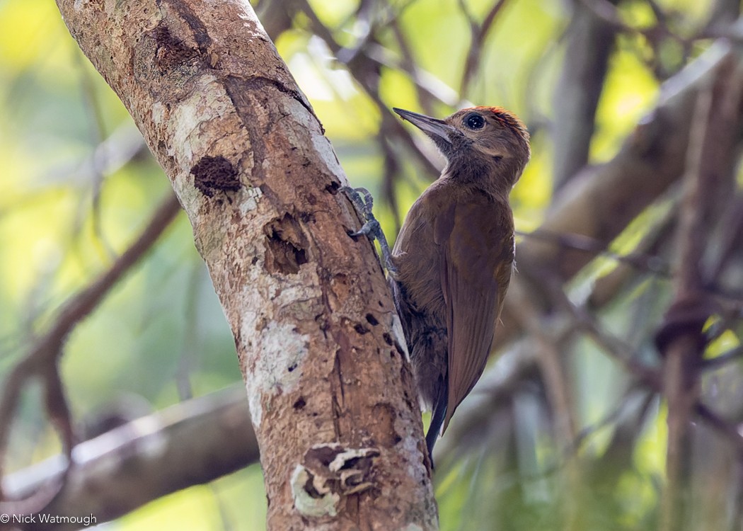 Smoky-brown Woodpecker - ML619814255