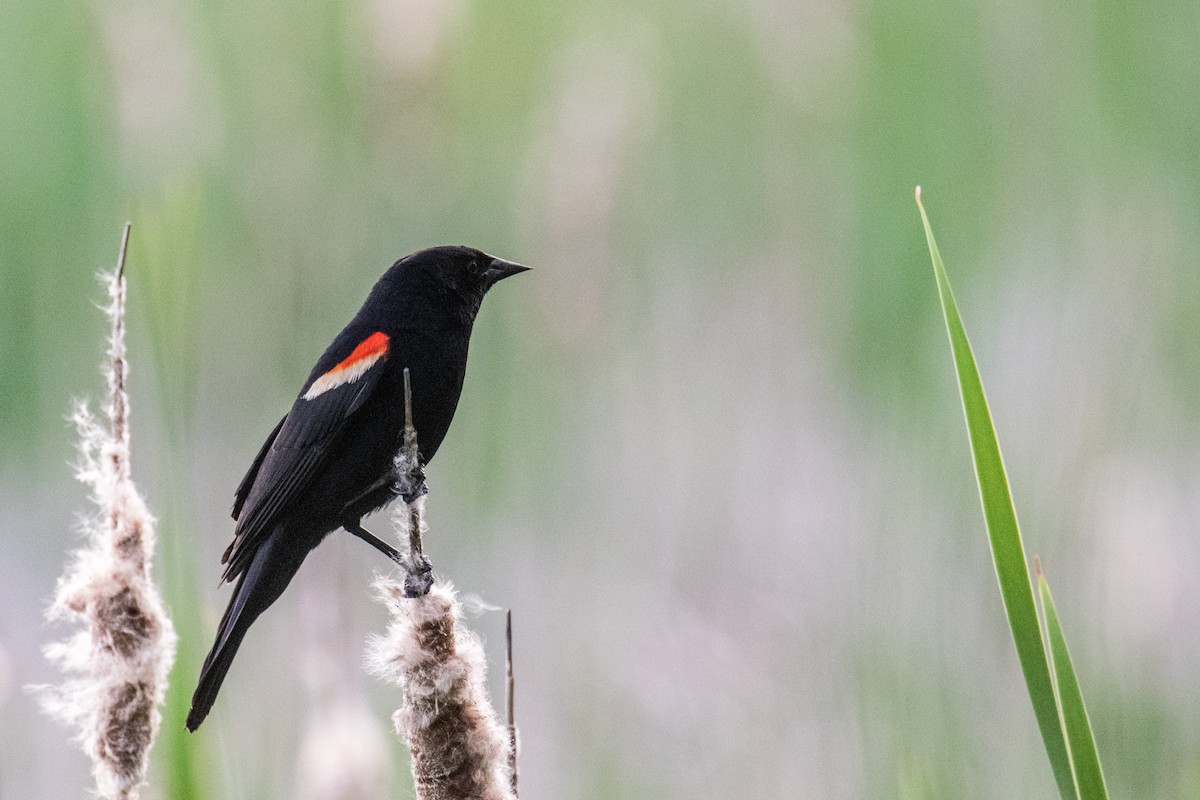 Red-winged Blackbird - ML619814262