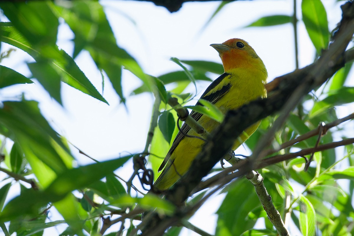 Western Tanager - ML619814265