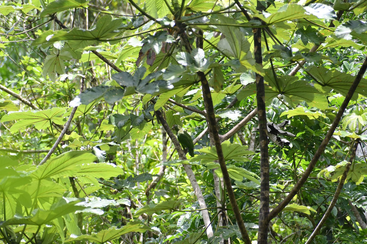 Puerto-Rico-Amazone - ML619814266