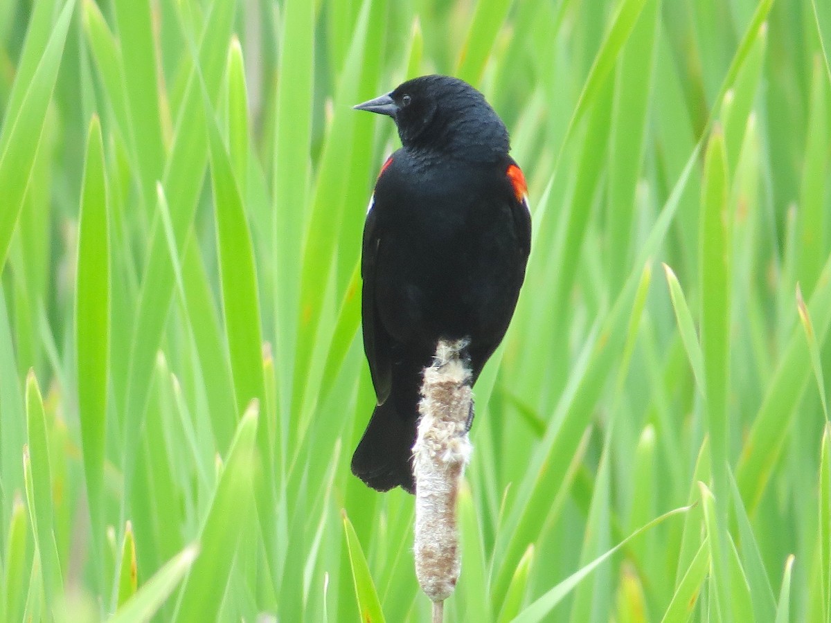 Red-winged Blackbird - Bill Rowe