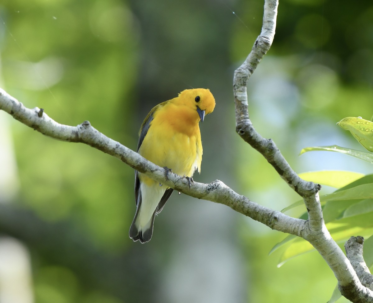 Prothonotary Warbler - ML619814284