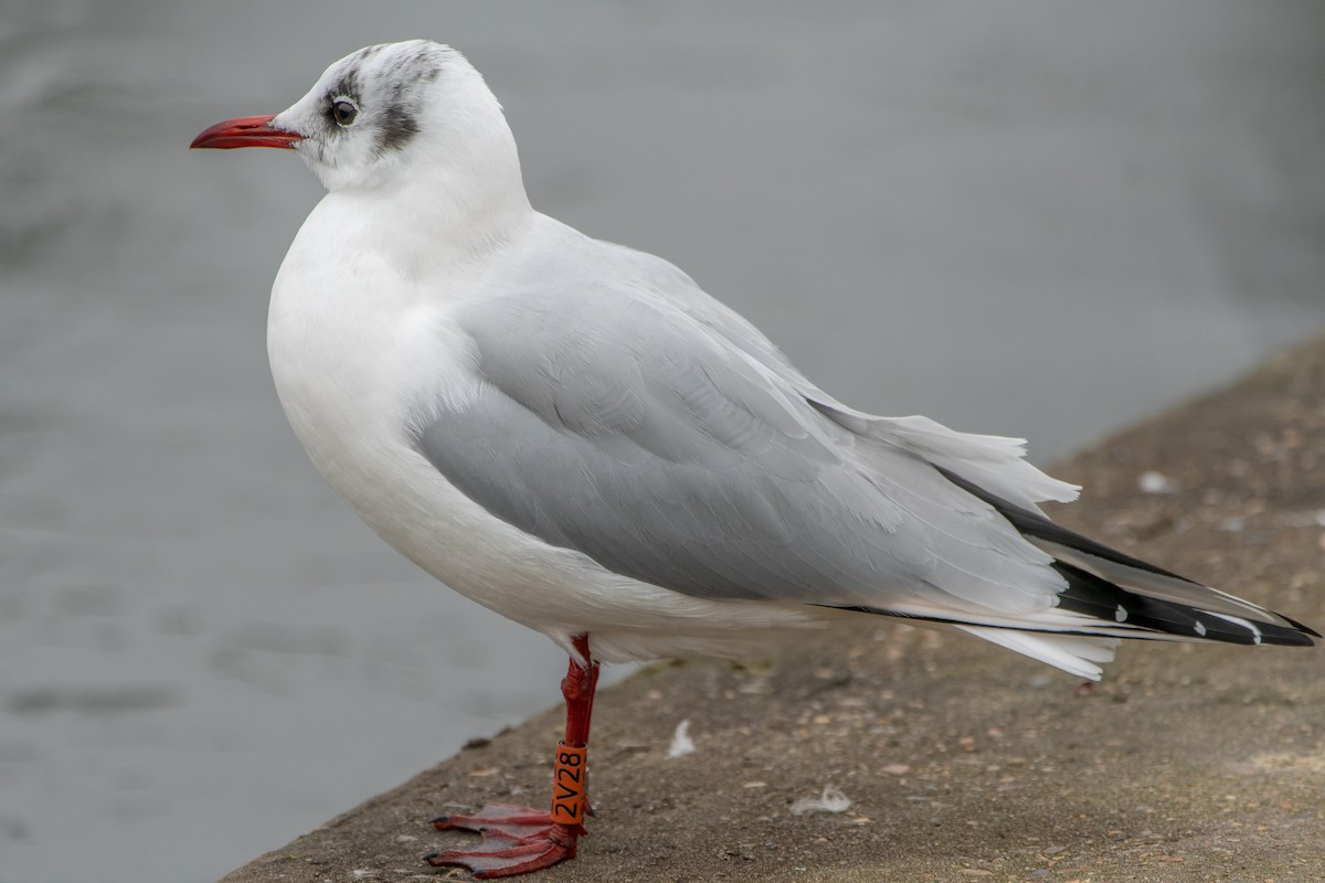 Mouette rieuse - ML619814297