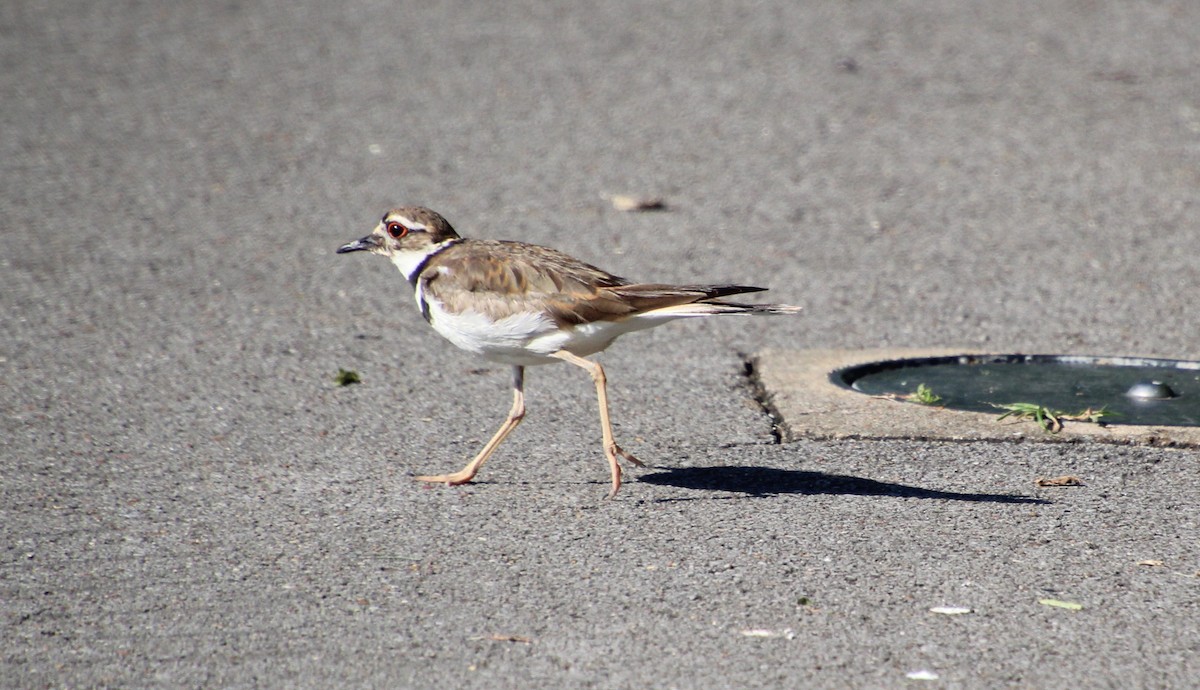 Killdeer - Carole Swann