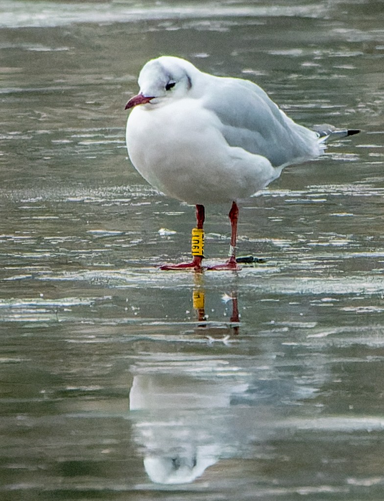 Mouette rieuse - ML619814304