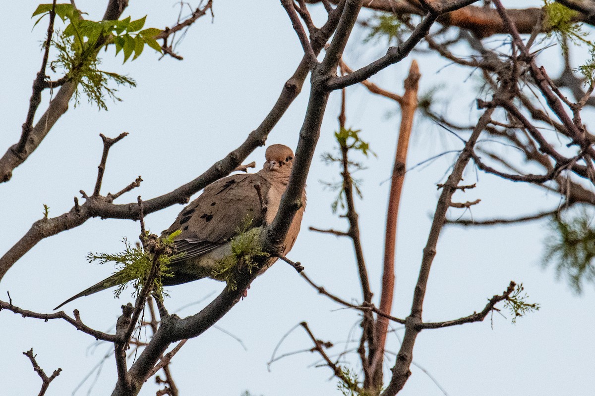 Mourning Dove - ML619814307