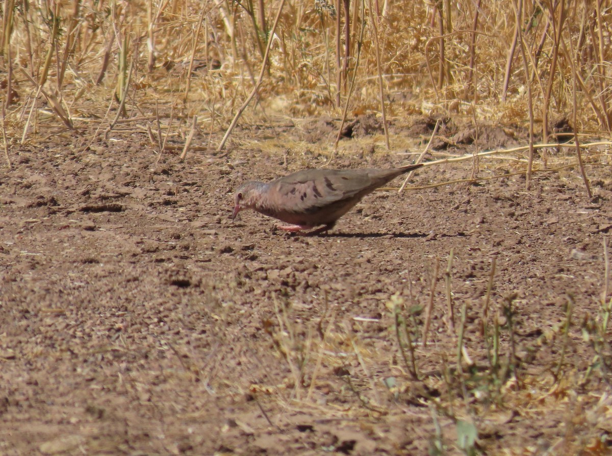 Colombe à queue noire - ML619814315