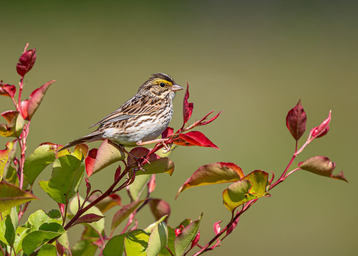 Savannah Sparrow - ML619814320