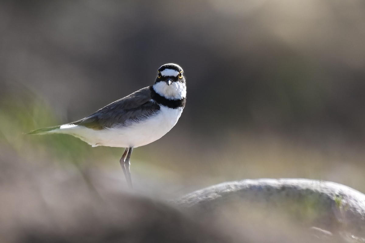 Little Ringed Plover - Умедджон Набиев