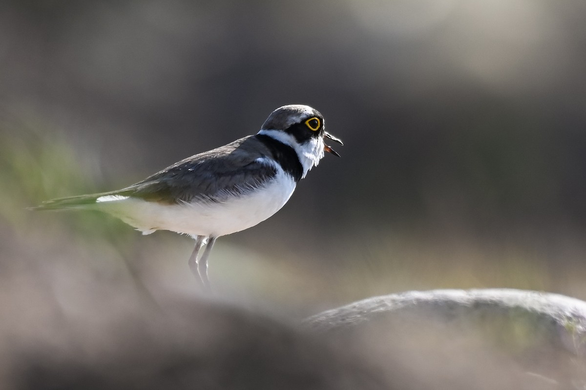 Little Ringed Plover - ML619814331