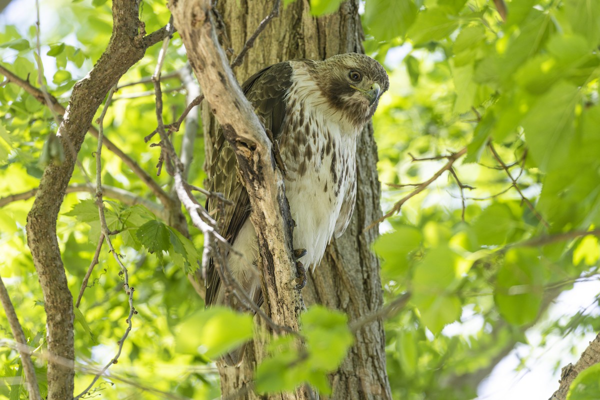 Red-tailed Hawk - ML619814337