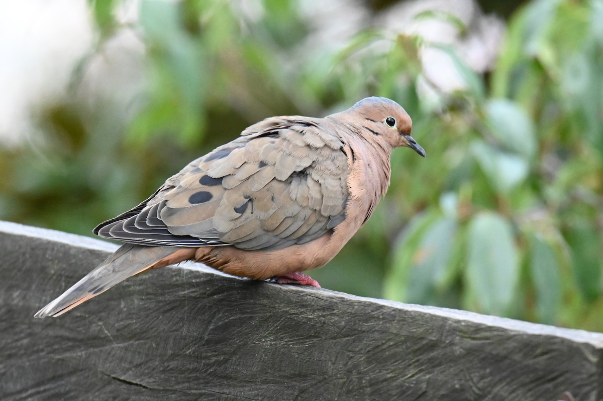 Eared Dove - ML619814338