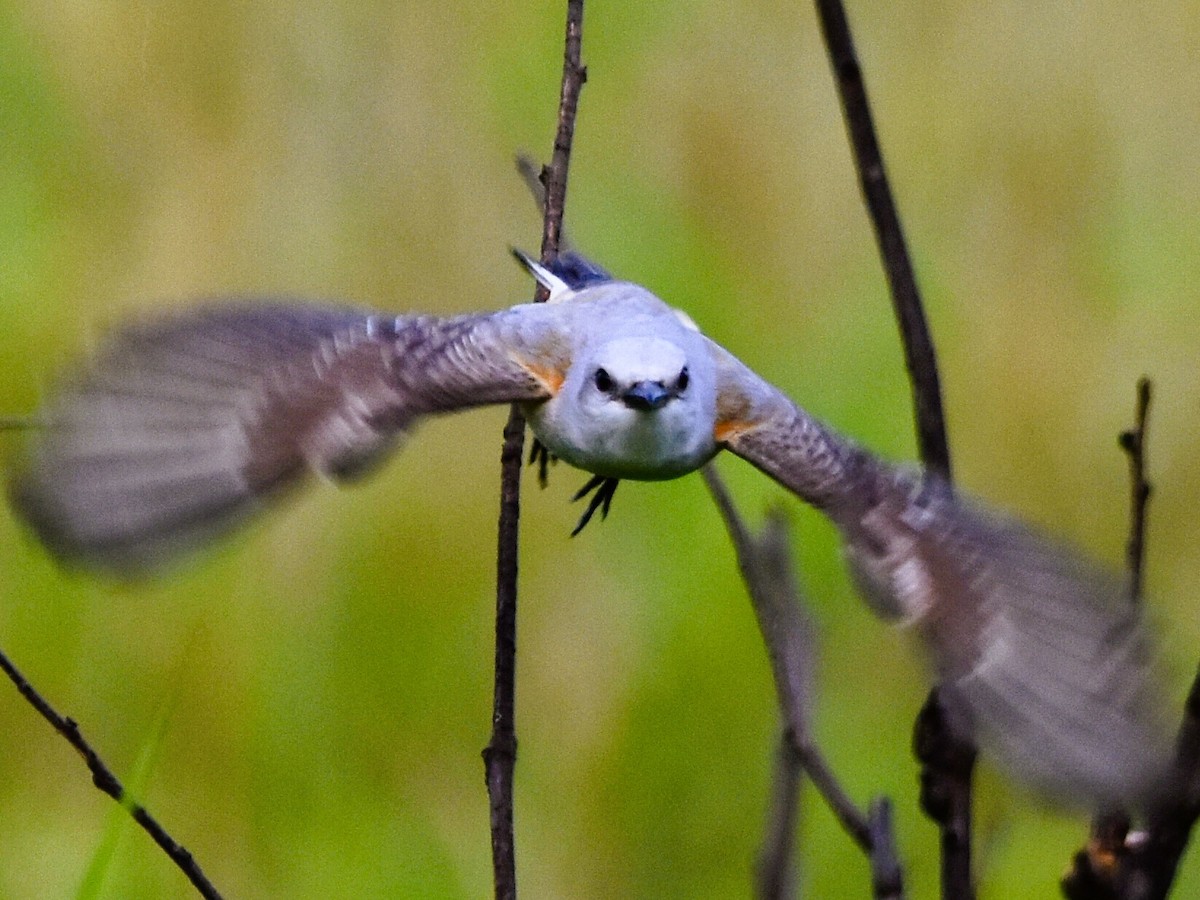 Scissor-tailed Flycatcher - ML619814348