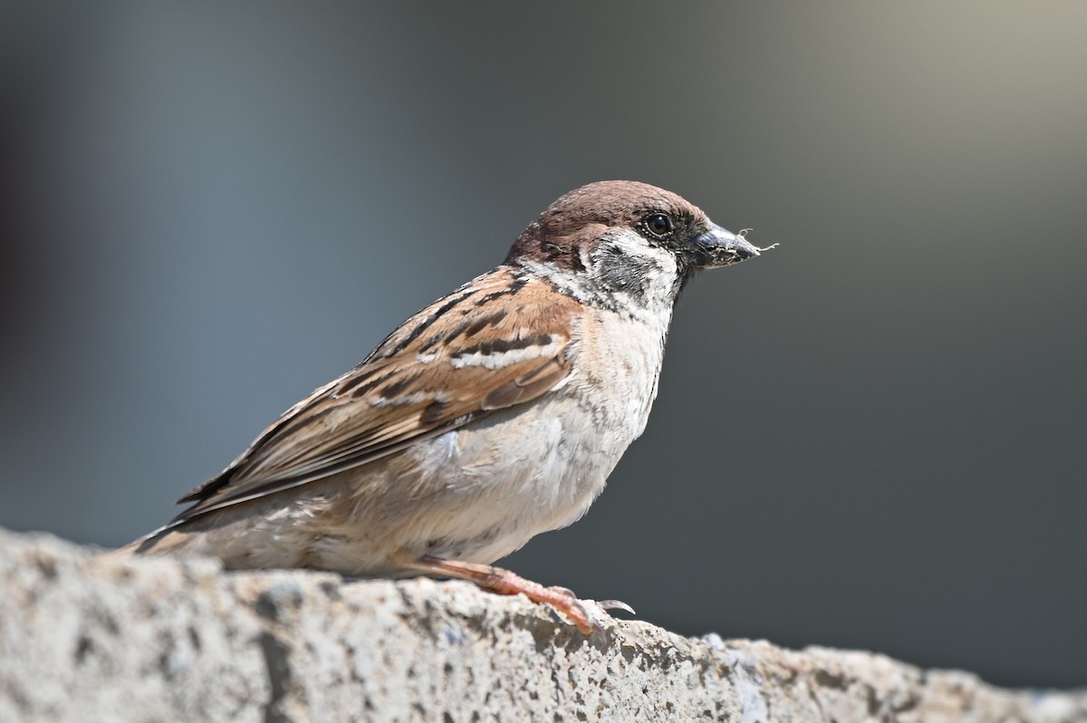 Eurasian Tree Sparrow - ML619814350