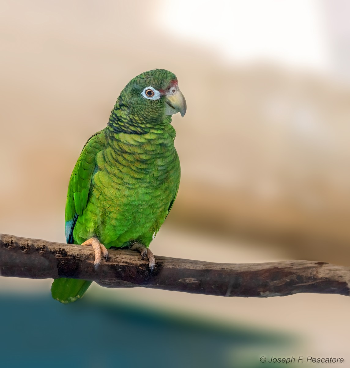 Puerto Rican Parrot - Joseph Pescatore