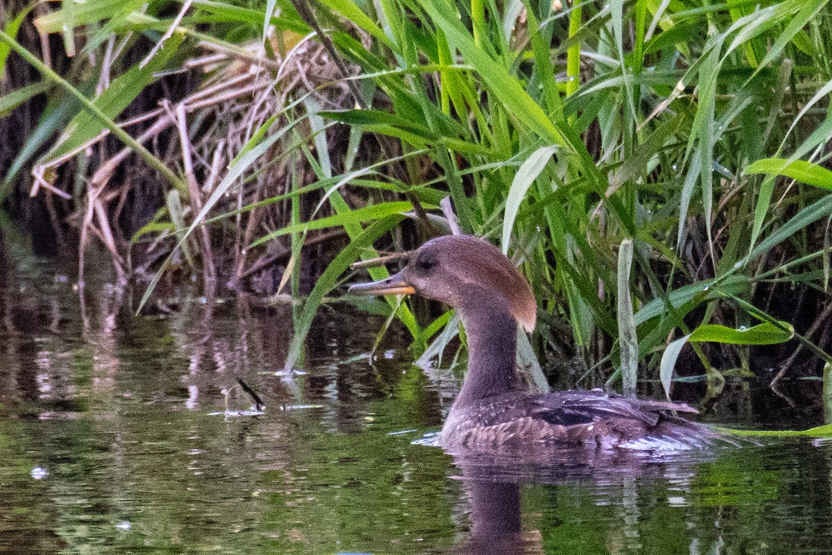 Hooded Merganser - ML619814377