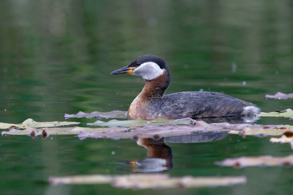 Red-necked Grebe - ML619814379