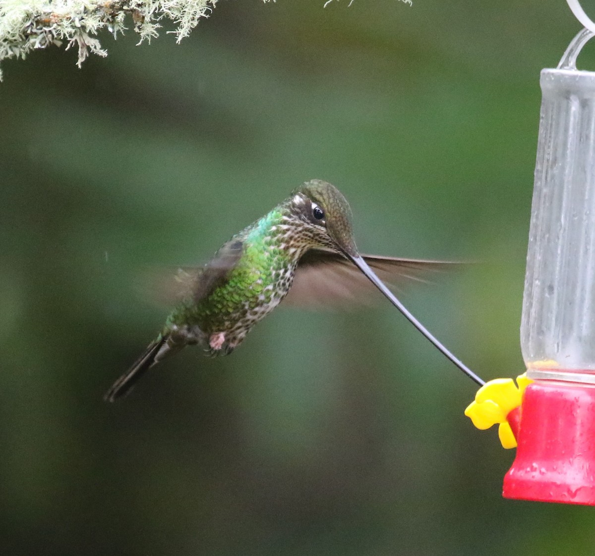 Sword-billed Hummingbird - ML619814382