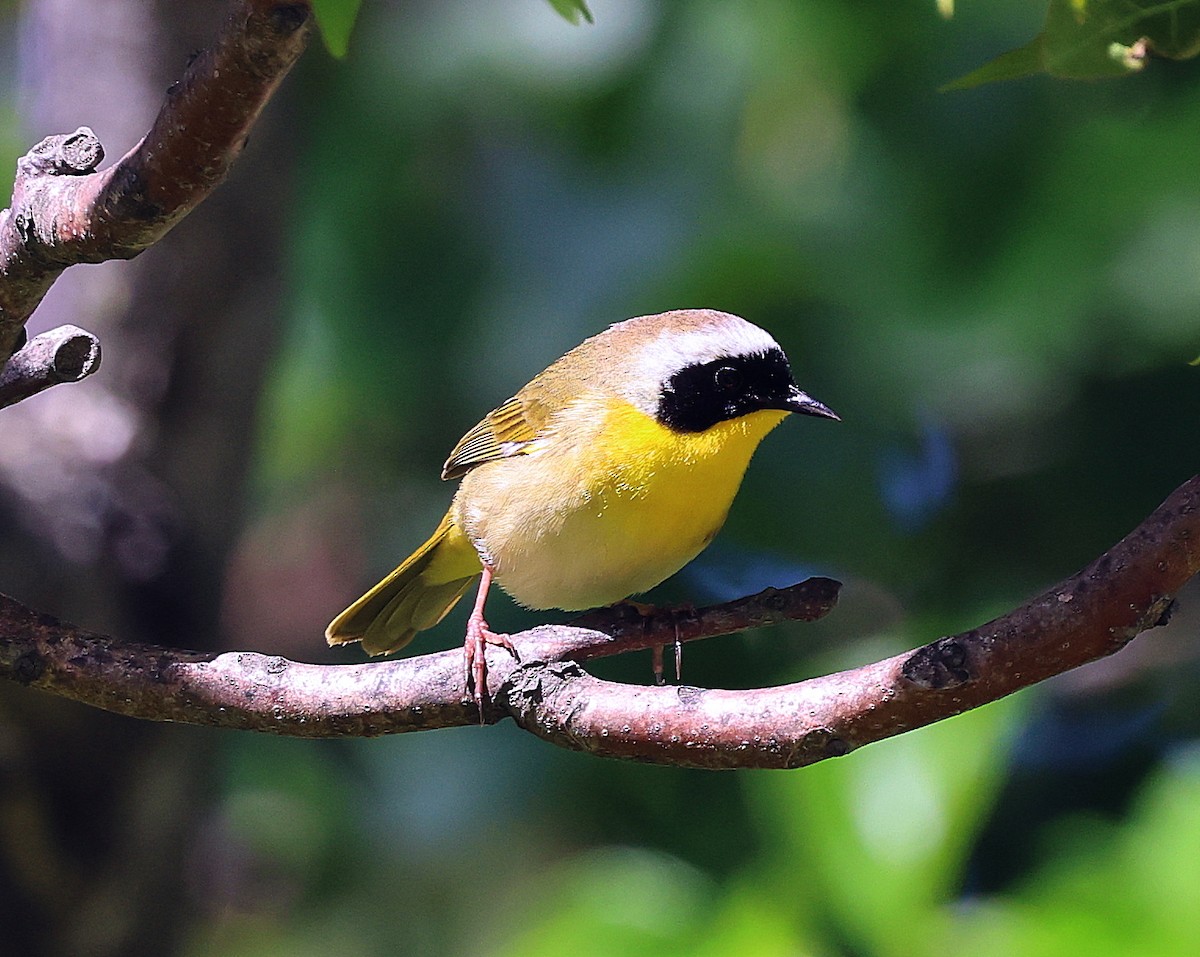 Common Yellowthroat - ML619814384