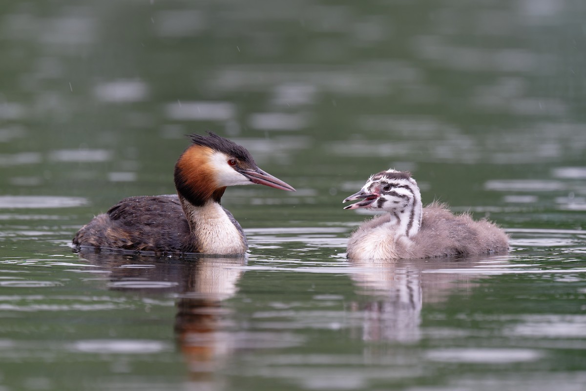 Great Crested Grebe - ML619814386