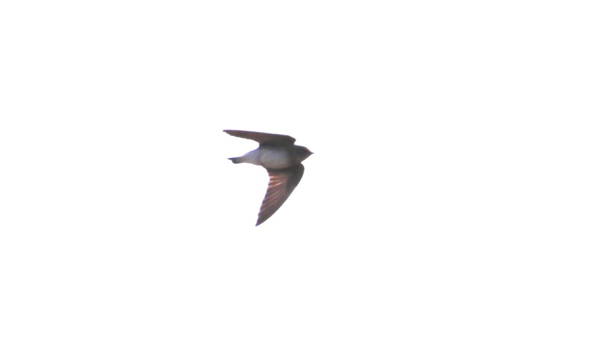 Northern Rough-winged Swallow - ML619814387