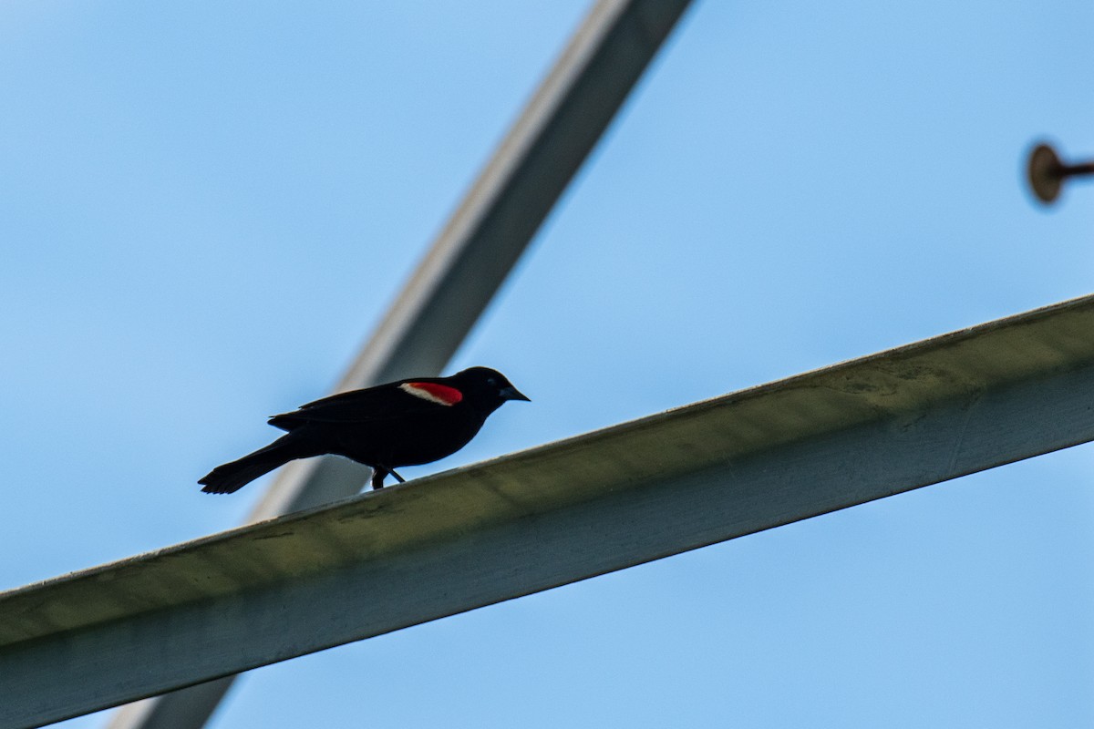 Red-winged Blackbird - ML619814391